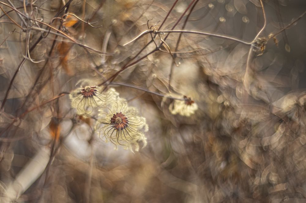 Photograph by Светлана Карнаух