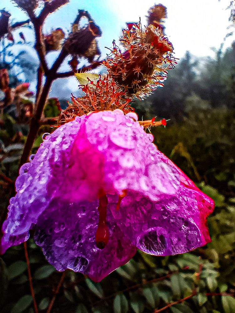 Photograph by Susobhan Biswas