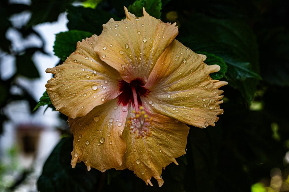 Photograph by Susobhan Biswas