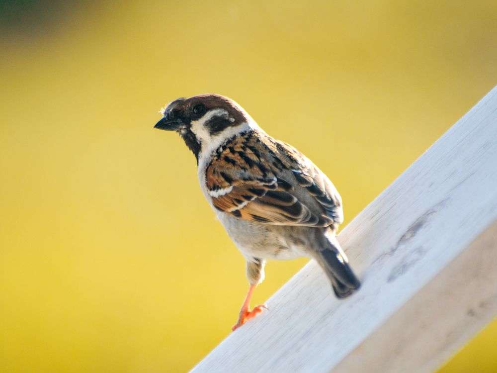 Photograph by Анастасия Гурова