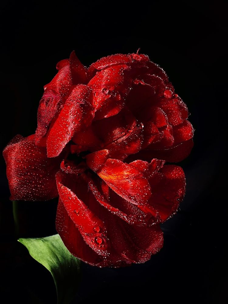 Photograph by Диана Бадеева