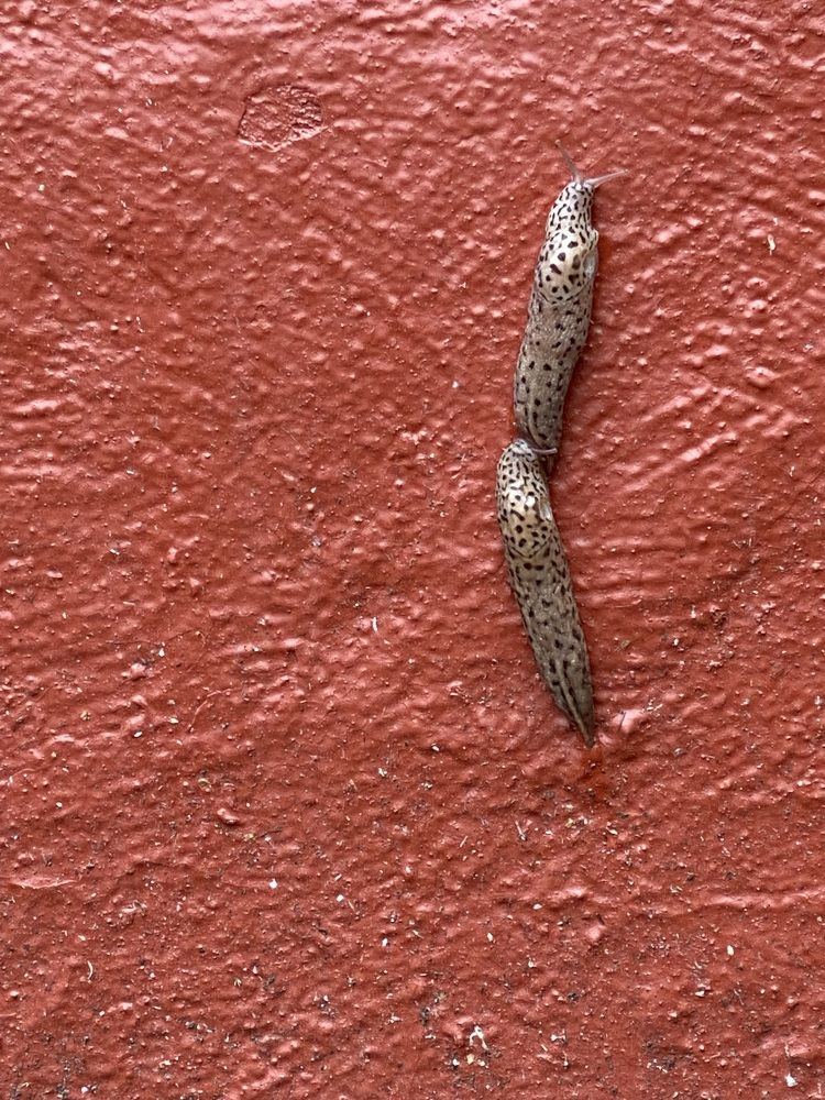 Фотография автора Алиса