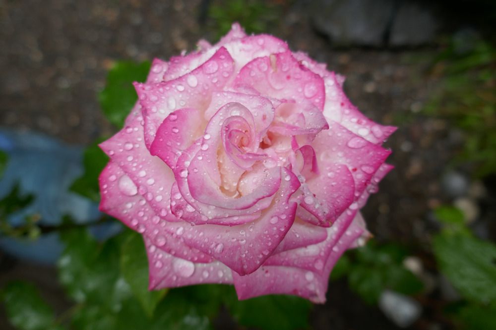 Photograph by Антон