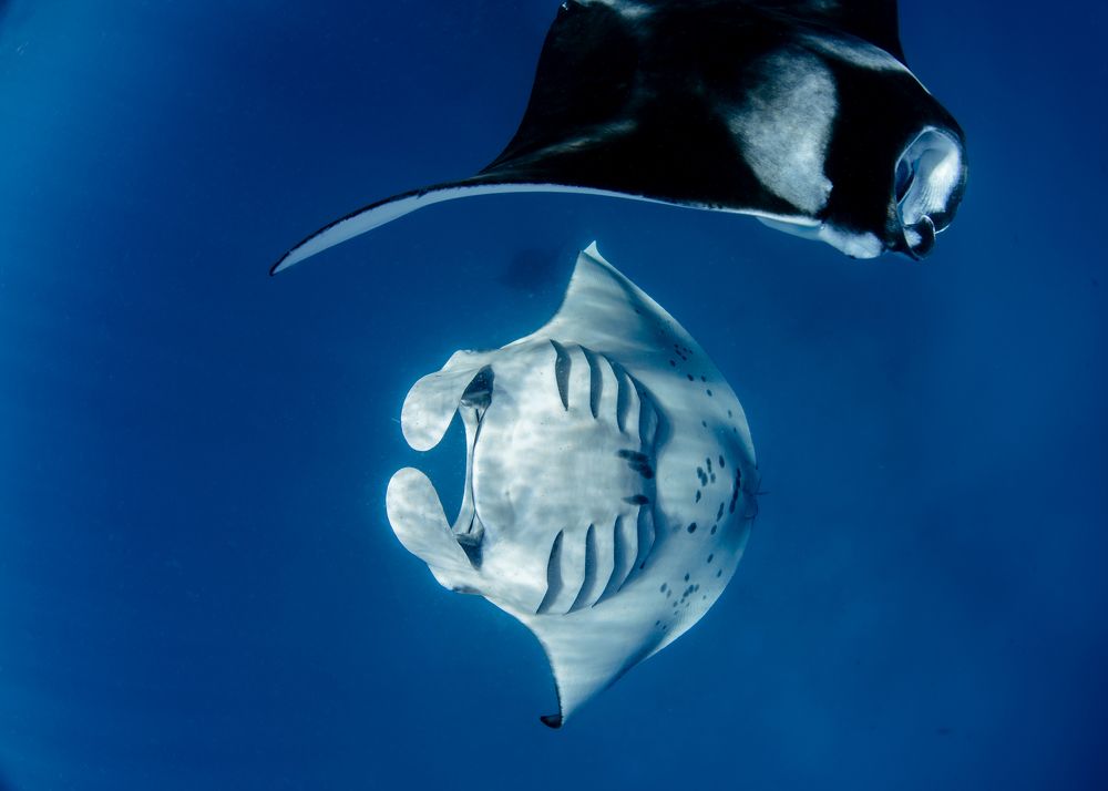 Фотография автора Sebastian Arango