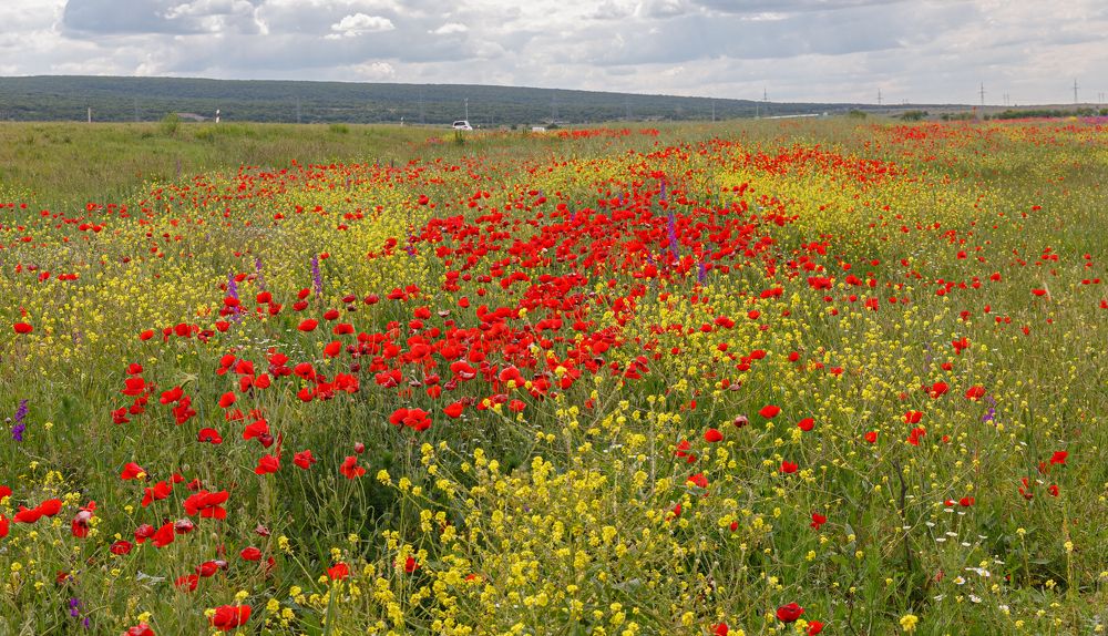 Крымское маковое поле