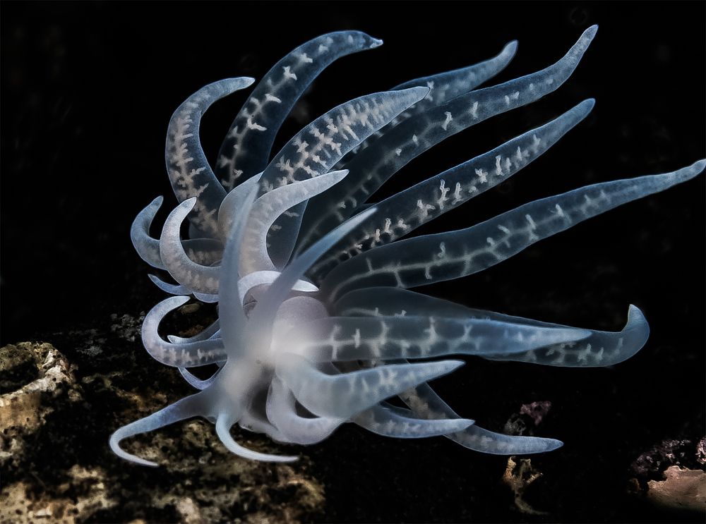 Photograph by Antonina