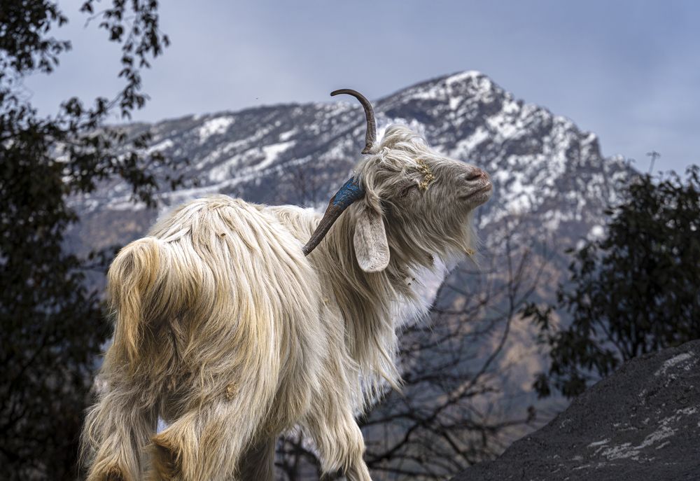 Фотография автора digvijay singh janoti