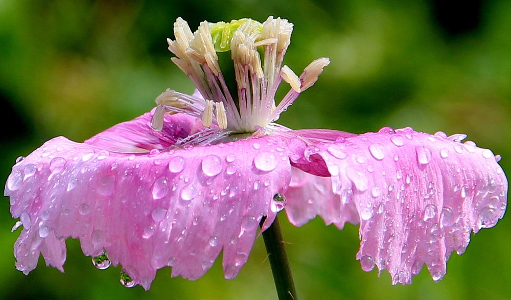 Photograph by Жанна Нечаева