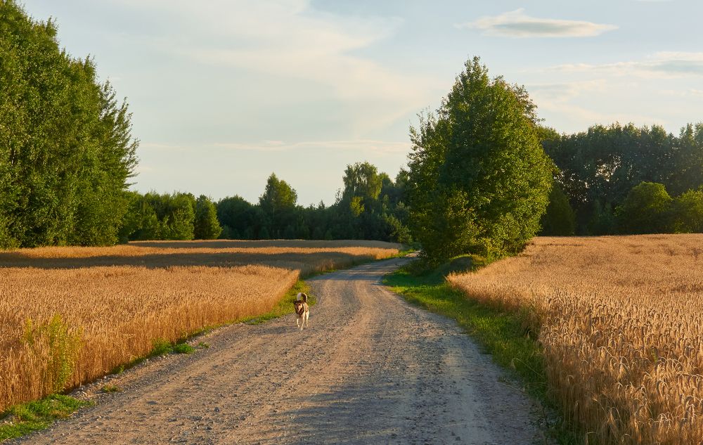 Фотография автора Евгений Трофимов