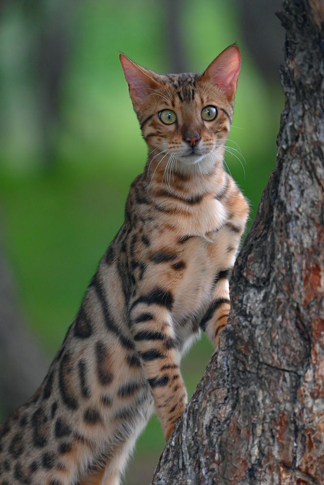 Photograph by Инна Гаджиева