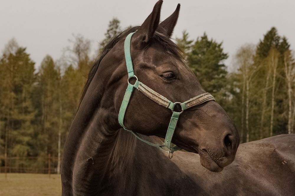 Photograph by Наталья Колеватова