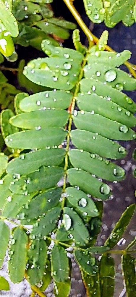 Photograph by FELOMINA ENDEREZ