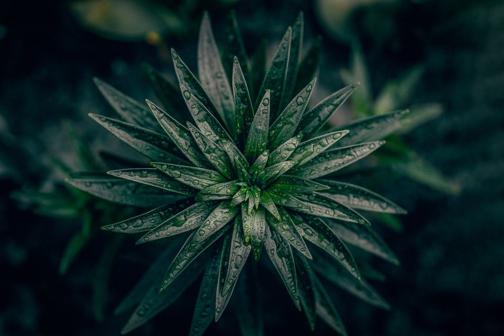 Photograph by Сергей Шпаков