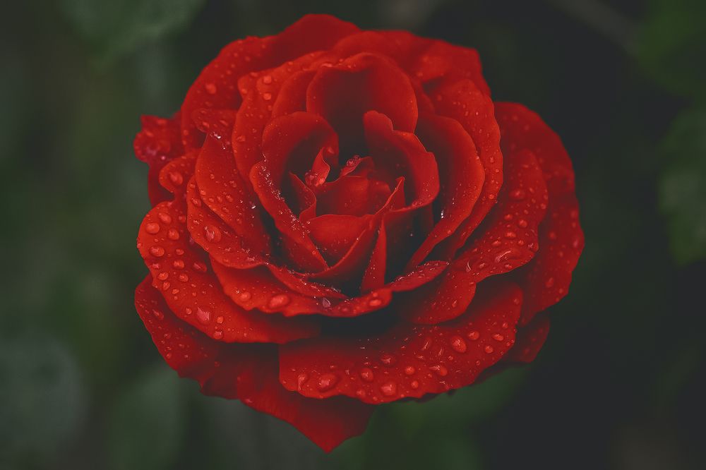 Photograph by Сергей Шпаков