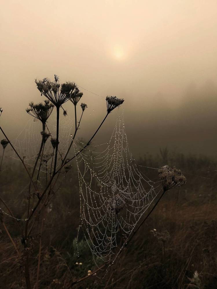 Раннее утро. Рассвет.