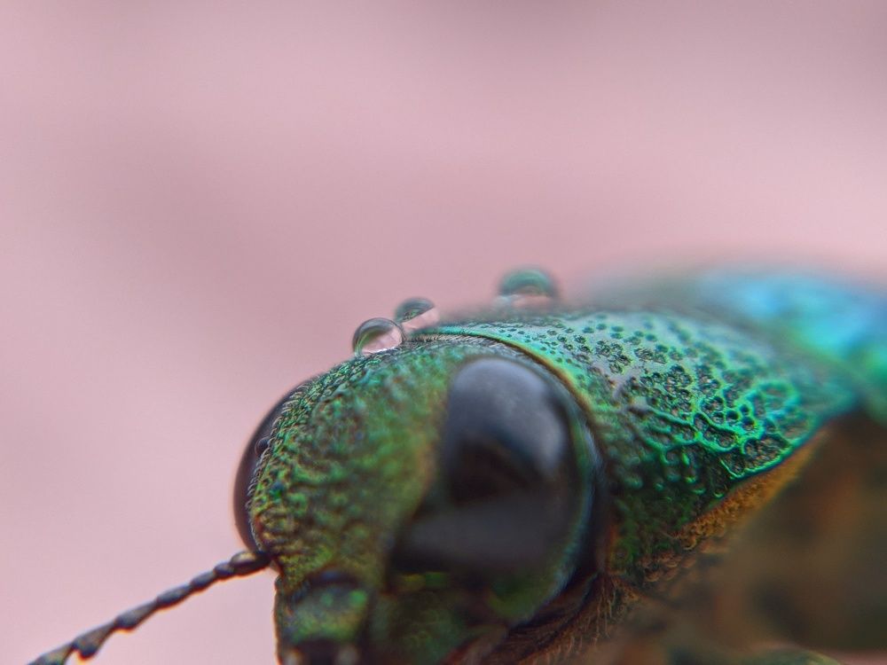 Photograph by Vijayakumar