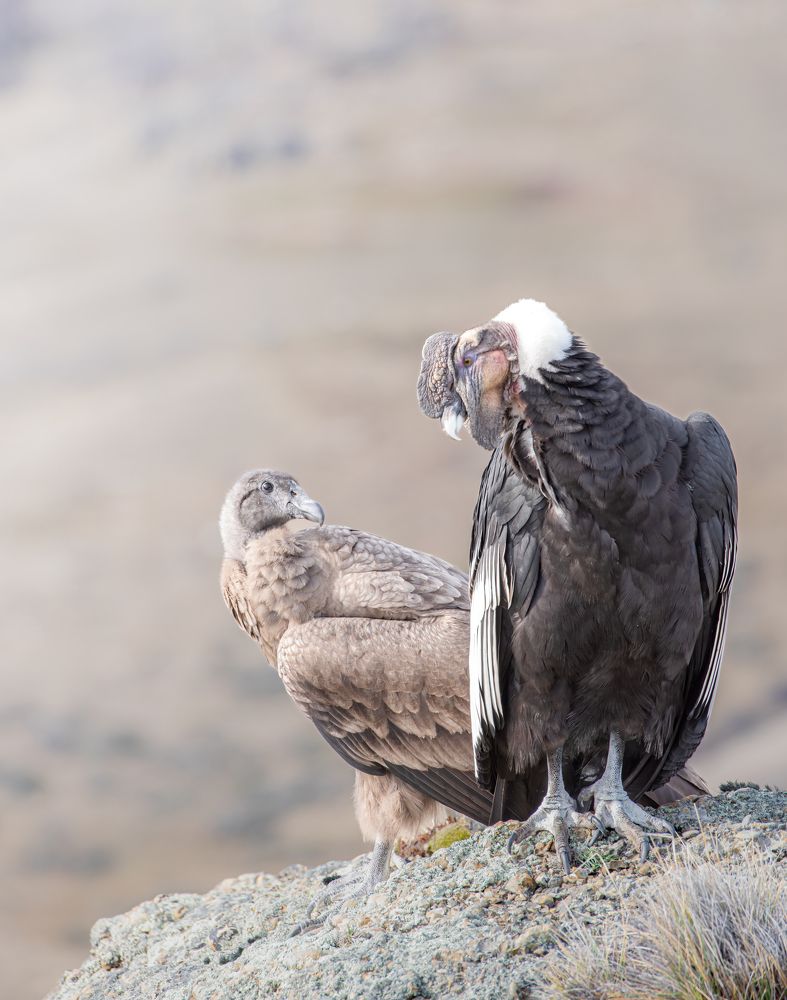 Photograph by Daniel Salinas