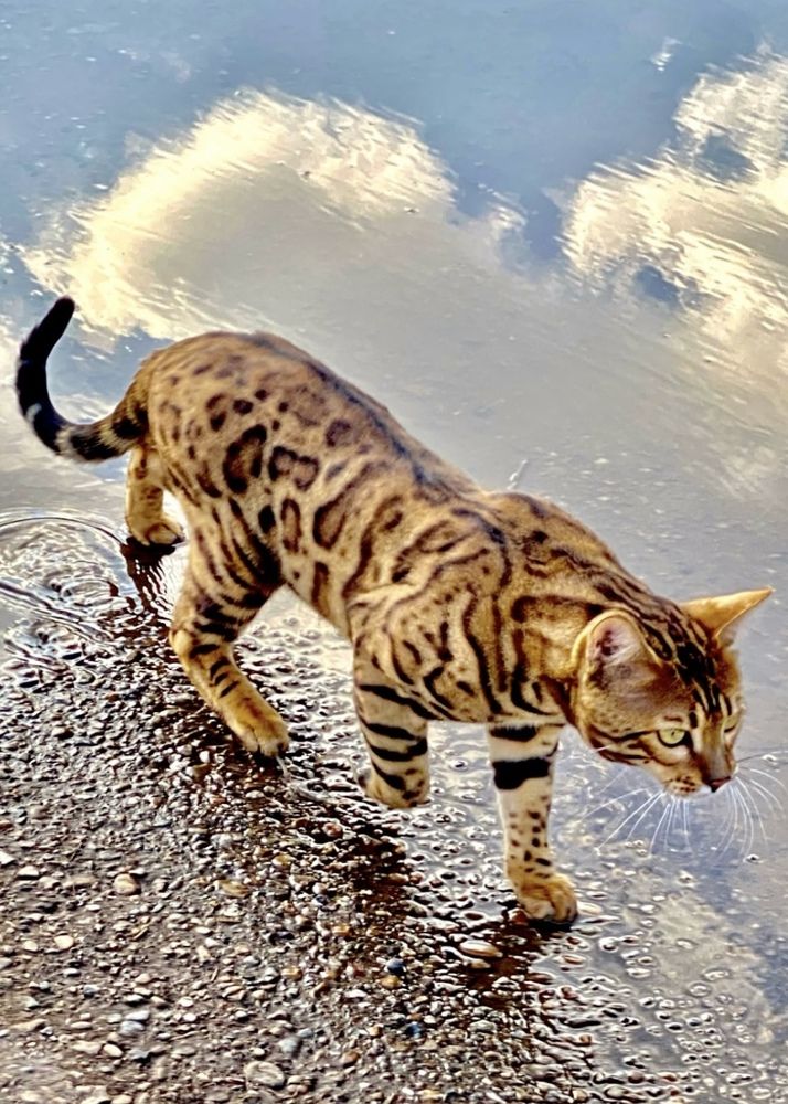 Фотография автора ГУЗАЛИЯ ГАНИЕВА