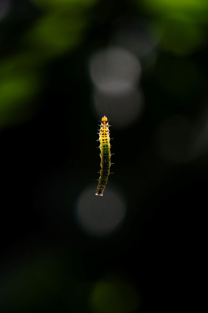 Dancing in the light