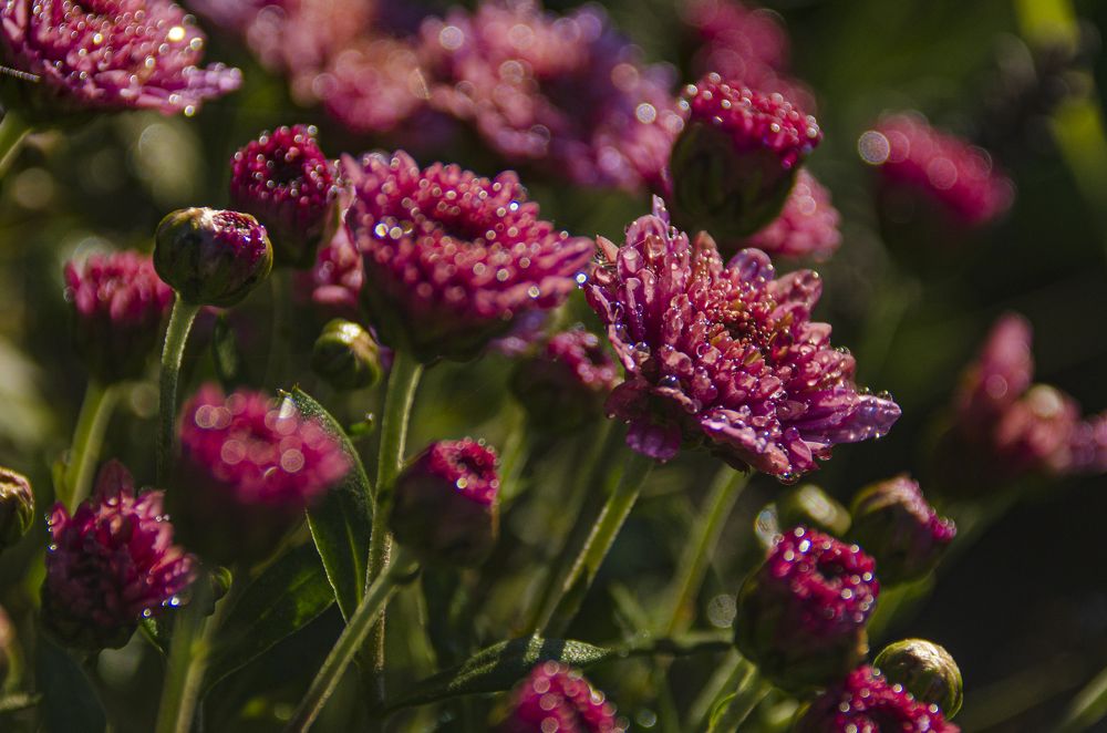 Photograph by Надежда Михайлина