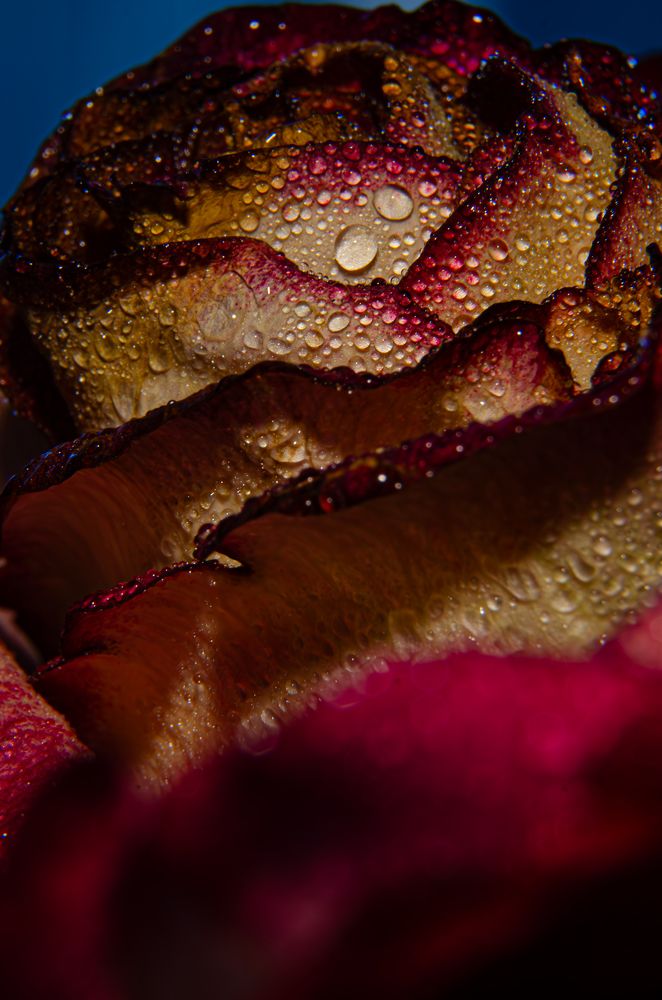 Photograph by Oksana Kuzmina