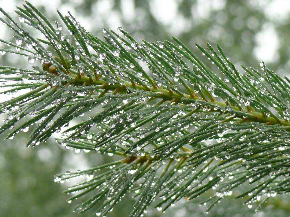 Фотография автора Анатолий Борисов