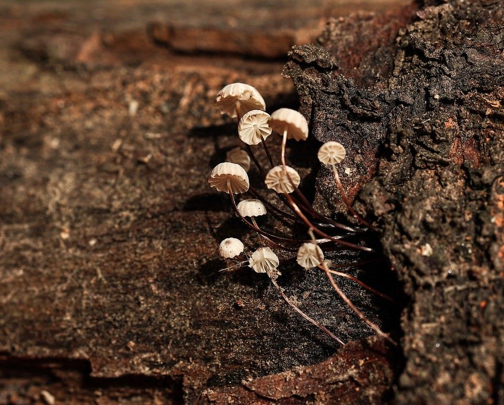 Photograph by Елена Одынец