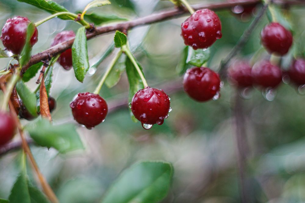 Photograph by Лофицкая Лариса