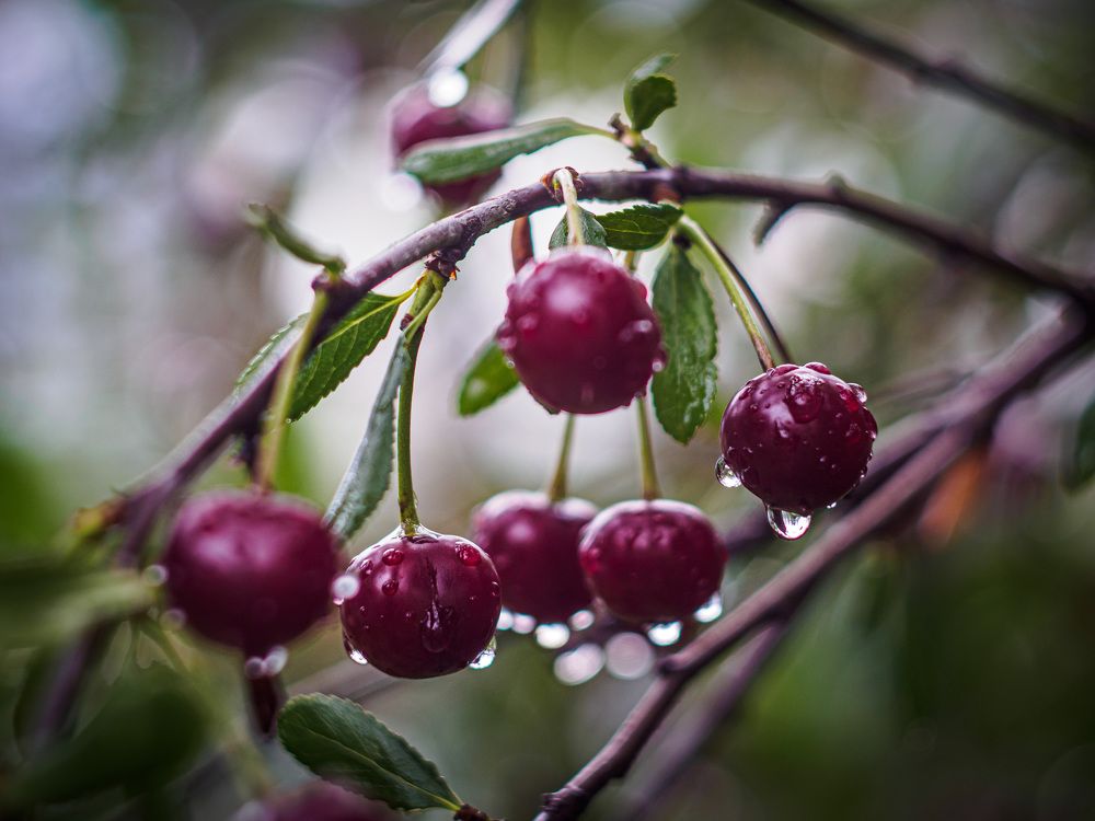 Photograph by Лофицкая Лариса