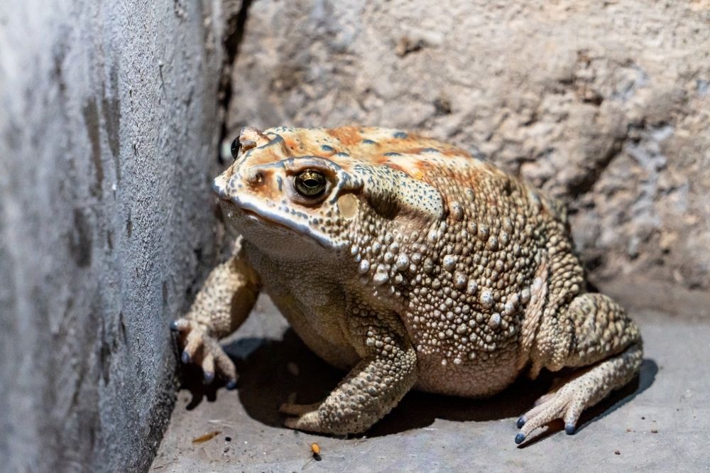 Brown is the best color of camouflage