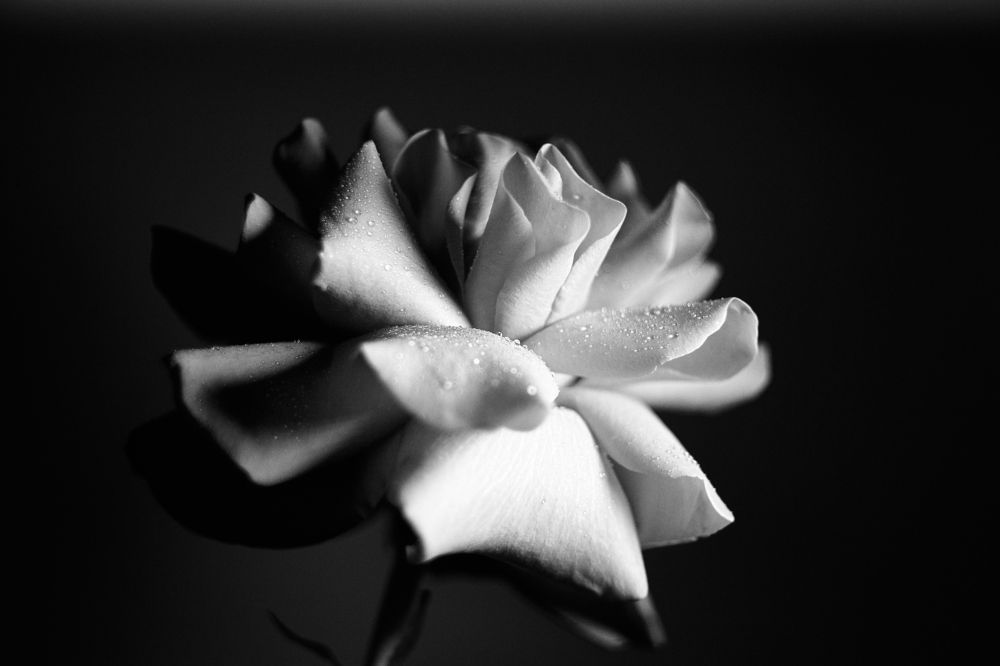 Photograph by Алексей Гунёв