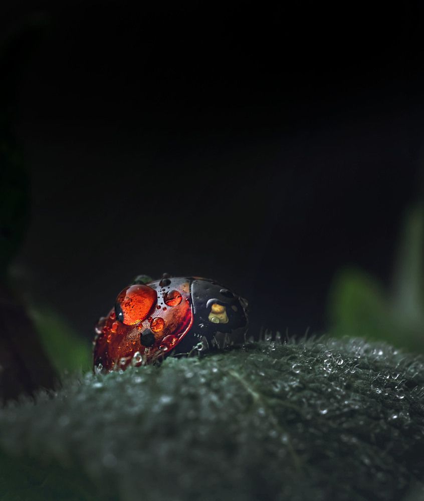 Photograph by Константин Яковлев