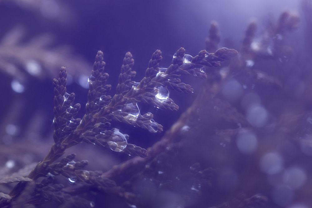 Фотография автора Анна Листишенко