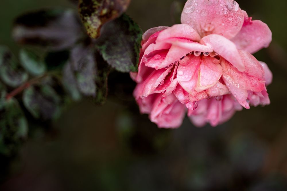 Фотография автора Анна Листишенко