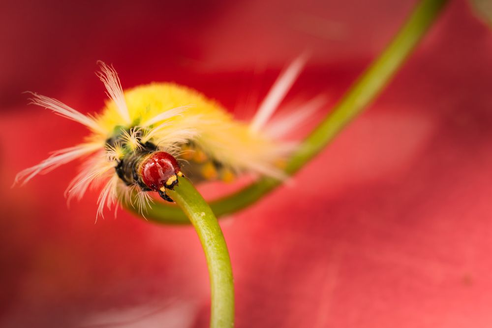 Photograph by Claudia Ruiz