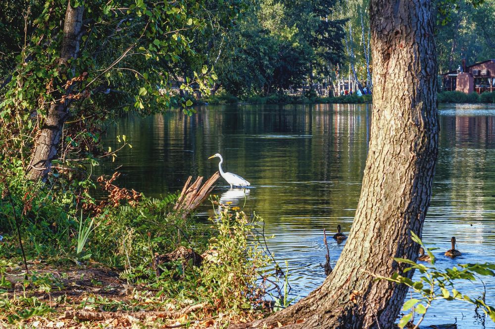 Белая на водоеме..