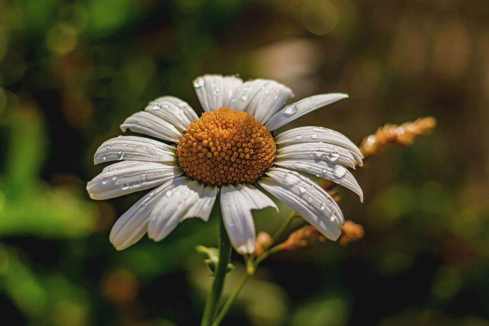 Капли на цветке..