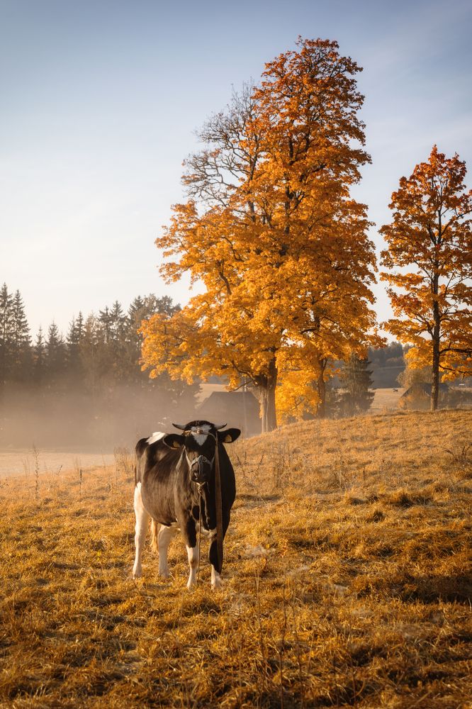 Фотография автора Lija Mežecka