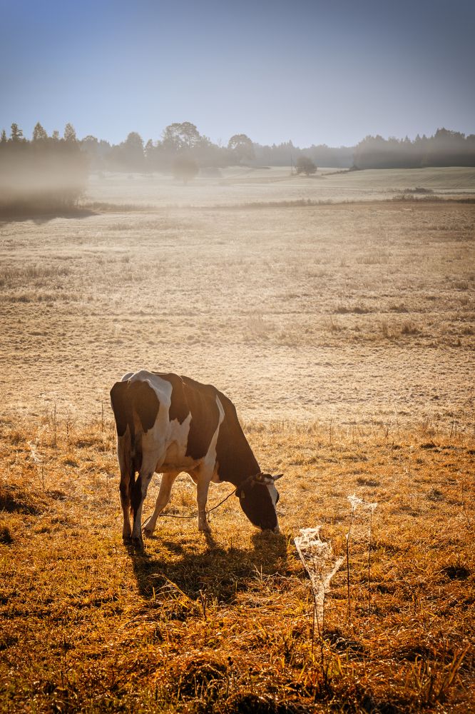 Фотография автора Lija Mežecka