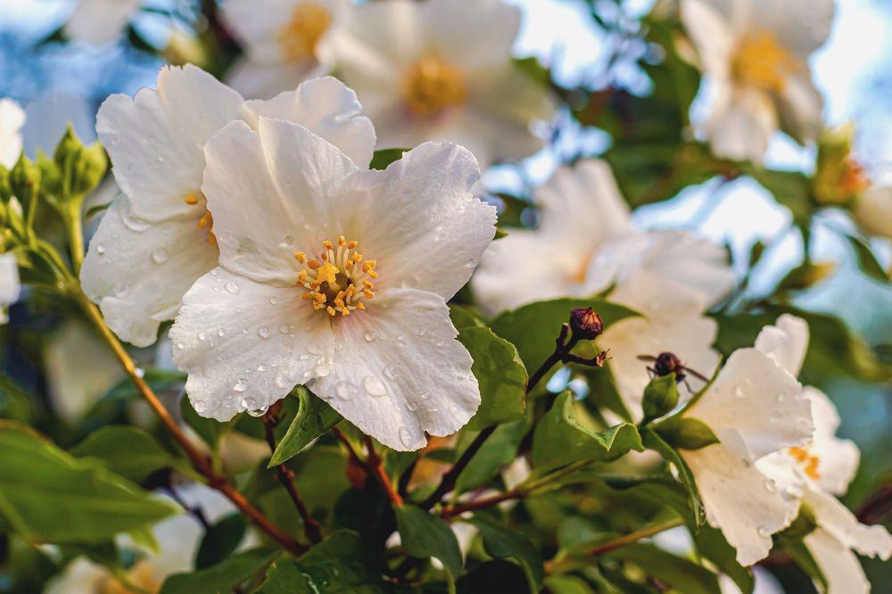 Распустилось..