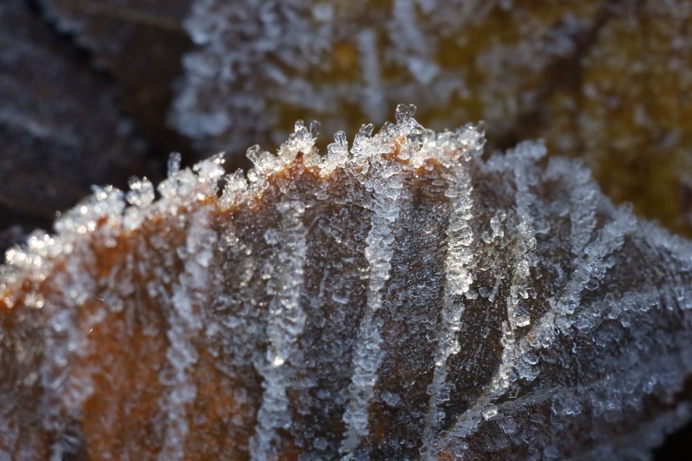 Wonders of Nature III