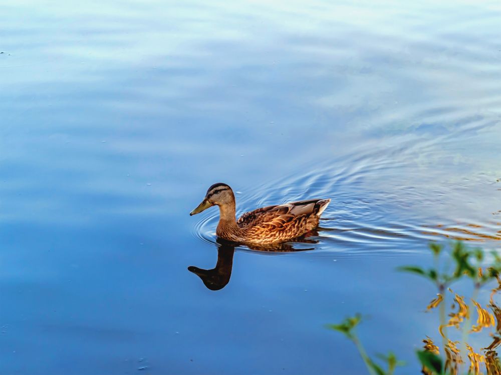Она проплывет..