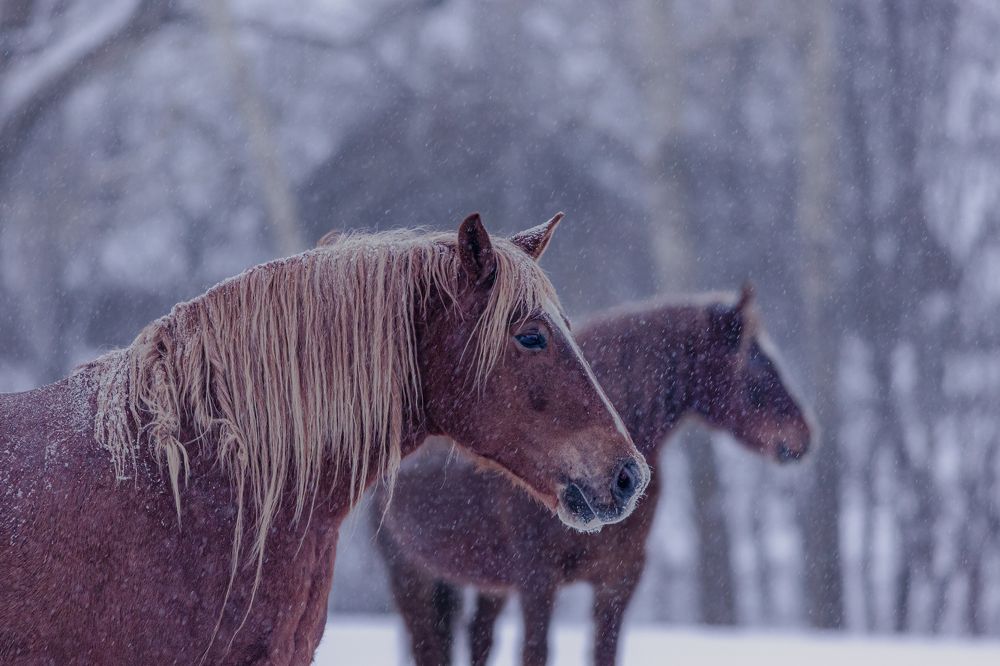 Photograph by Алексей Широбоков