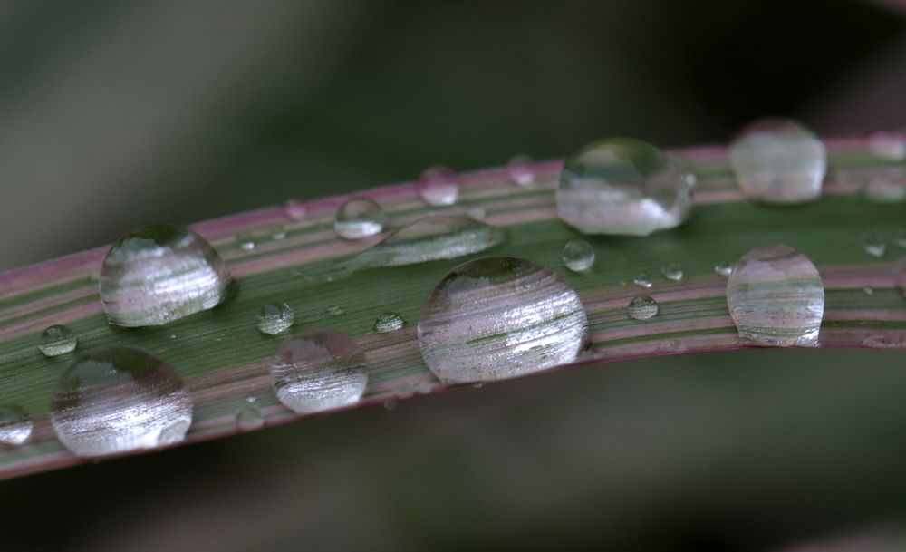 Photograph by елена