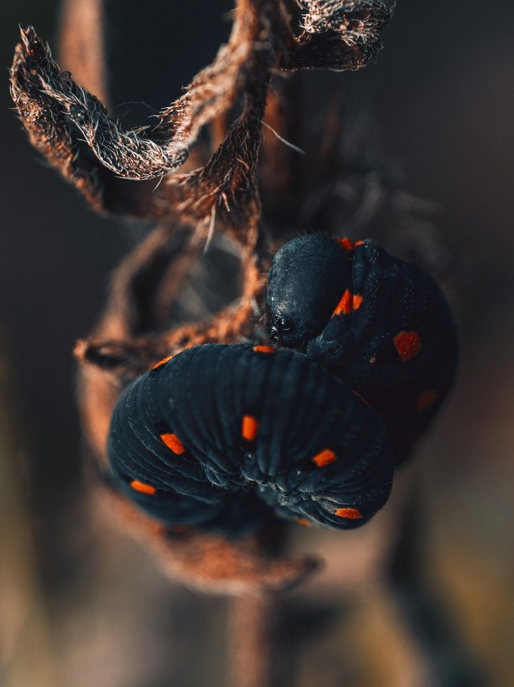 Photograph by Xavier