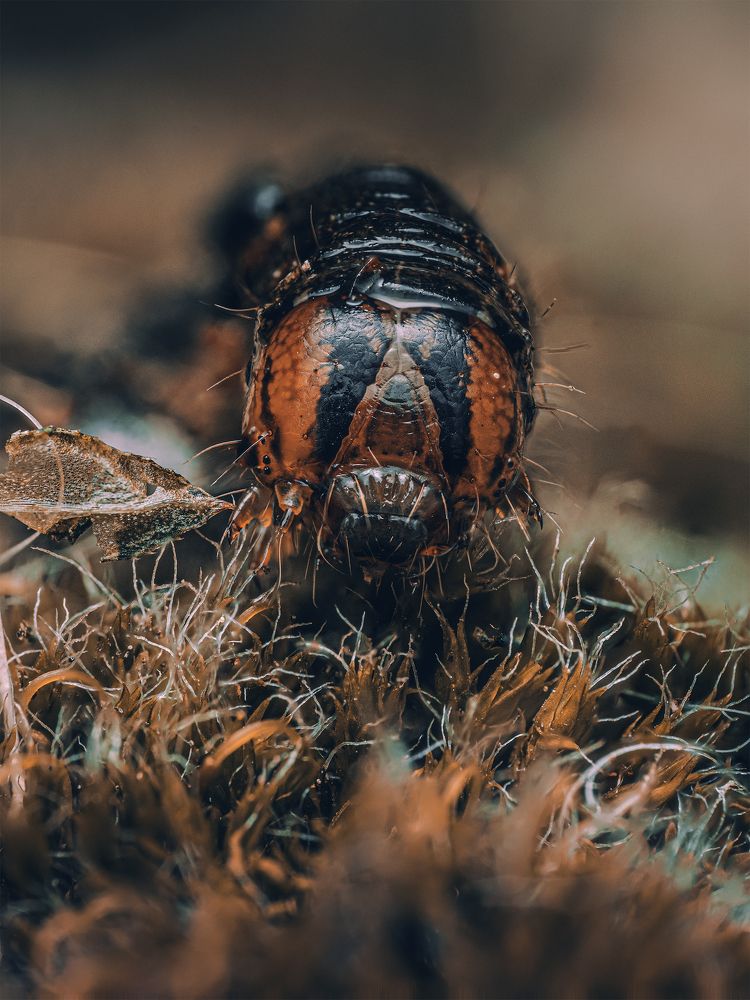 Photograph by Xavier