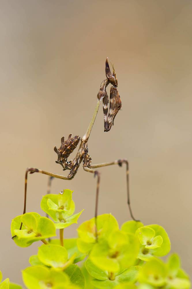 Empusa fasciata with autumn colors