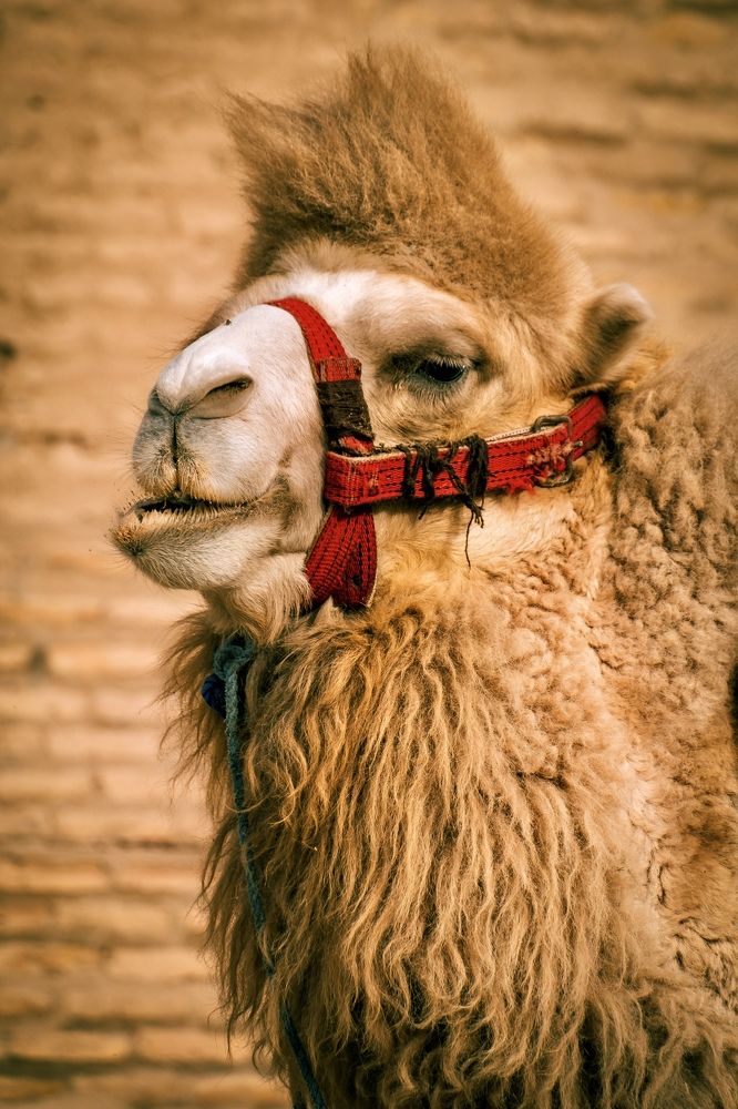 Photograph by Дулова Анастасия