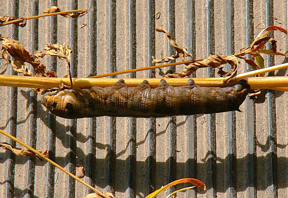 Photograph by Zakharov Matvey