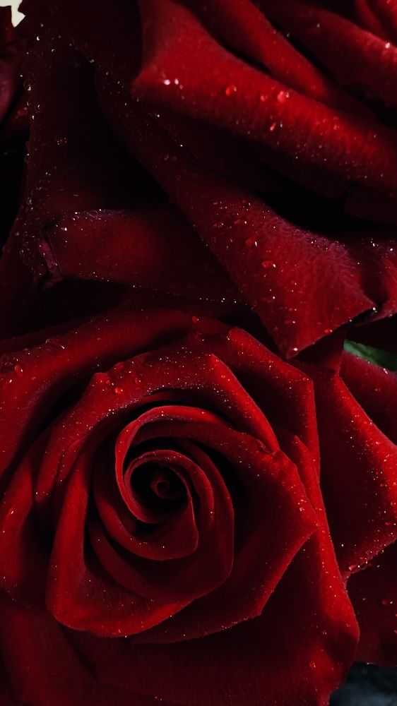 Photograph by Светлана Родионова